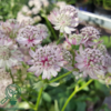 Astrantia major, Stjerneskærm