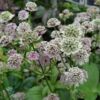 Astrantia major, Stjerneskærm