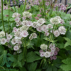 Astrantia major, Stjerneskærm