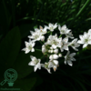 Allium tuberosum, Kinesisk purløg