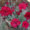 Dianthus gratianopolitanus 'Rubin', Nellike