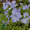 Viola cornuta 'Boughton Blue'