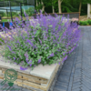 Nepeta faassenii 'Mussinii', Blåkant / Katteurt