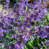 Nepeta faassenii 'Mussinii', Blåkant / Katteurt