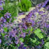 Nepeta faassenii 'Mussinii', Blåkant / Katteurt