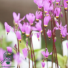 Dodecatheon meadia, Gudeblomst
