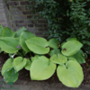 Hosta hybrid 'Sum and Substance', Funkia
