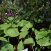 Hosta hybrid 'Sum and Substance', Funkia