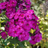 Phlox paniculata 'The King', Høstfloks