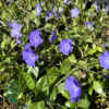 Vinca minor, Vintergrønt