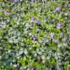Vinca minor, Vintergrønt