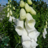 Digitalis purpurea 'Alba', Fingerbøl