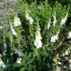 Digitalis purpurea 'Alba', Fingerbøl