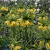Fritillaria imperialis 'Lutea' Kejserkrone, Vibeæg