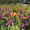 Fritillaria imperialis 'Aurora', Kejserkrone, Vibeæg