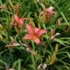 Hemerocallis hybrid 'Pink Damask', Daglilje