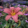 Hemerocallis hybrid 'Pink Damask', Daglilje