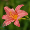 Hemerocallis hybrid 'Pink Damask', Daglilje