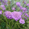 Scabiosa columbaria 'Butterfly Blue', Dueskabiose