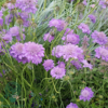 Scabiosa columbaria 'Butterfly Blue', Dueskabiose
