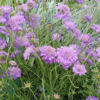 Scabiosa columbaria 'Butterfly Blue', Dueskabiose