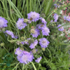 Scabiosa columbaria 'Butterfly Blue', Dueskabiose