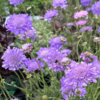 Scabiosa columbaria 'Butterfly Blue', Dueskabiose