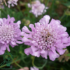 Scabiosa columbaria 'Pink Mist', Dueskabiose