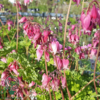 Dicentra formosa 'Luxuriant', Hjerteblomst