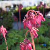Dicentra formosa 'Luxuriant', Hjerteblomst