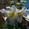 Lilium regale, Lilje