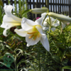 Lilium regale, Lilje