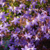 Campanula poscharskyana 'Stella', Klokkeblomst