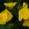 Oenothera tetragona 'Hohes Licht', Natlys