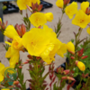 Oenothera tetragona 'Hohes Licht', Natlys