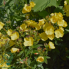 Oenothera tetragona 'Hohes Licht', Natlys