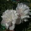 Paeonia officinalis 'Alba Plena', Pæon / bonderose