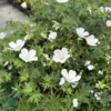 Geranium sanguineum 'Album', Storkenæb