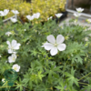 Geranium sanguineum 'Album', Storkenæb