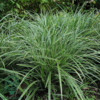 Carex morrowii 'Ice Dance', Star