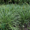 Carex morrowii 'Ice Dance', Star