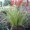 Carex morrowii 'Ice Dance', Star