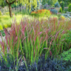 Imperata cylindrica 'Red Baron'