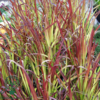 Imperata cylindrica 'Red Baron'
