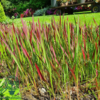 Imperata cylindrica 'Red Baron'