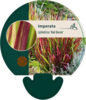 Imperata cylindrica 'Red Baron'