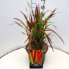 Imperata cylindrica 'Red Baron'