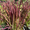 Imperata cylindrica 'Red Baron'