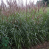 Miscanthus sinensis 'Dronning Ingrid'