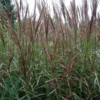 Miscanthus sinensis 'Dronning Ingrid'